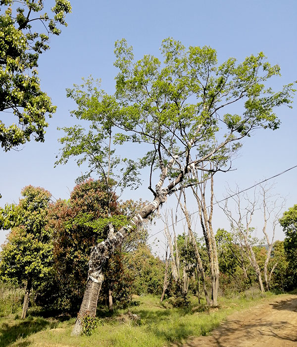 造型樸樹(shù)