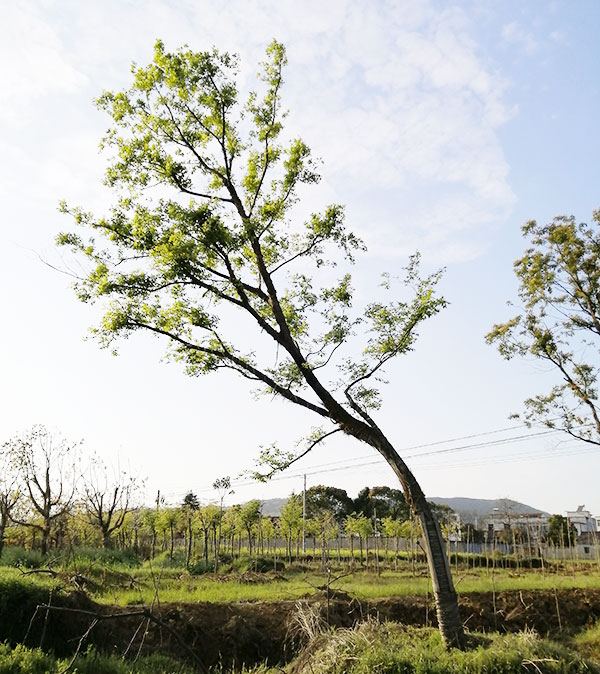 造型樸樹(shù)