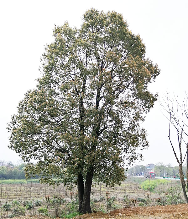 雙桿香樟