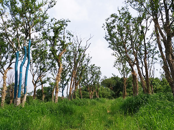 苗圃基地